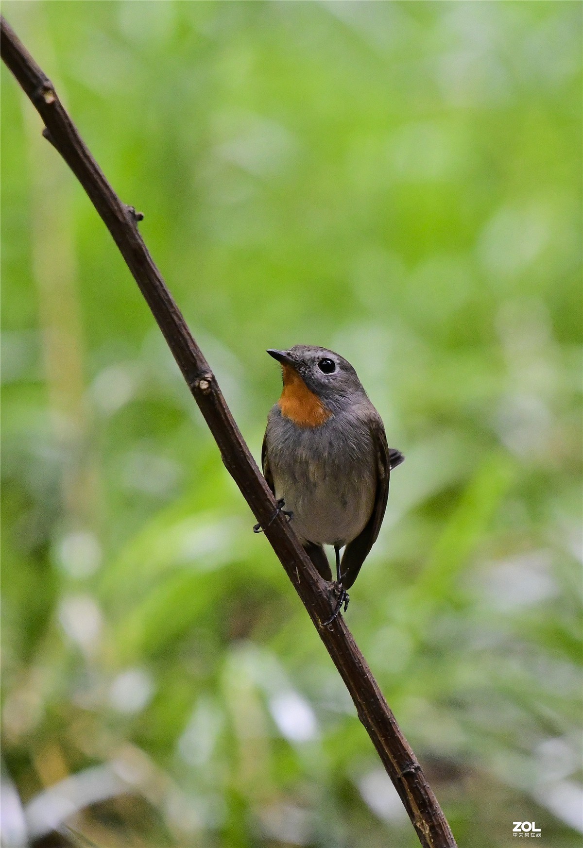 天坛公园拍红喉姬鹟2