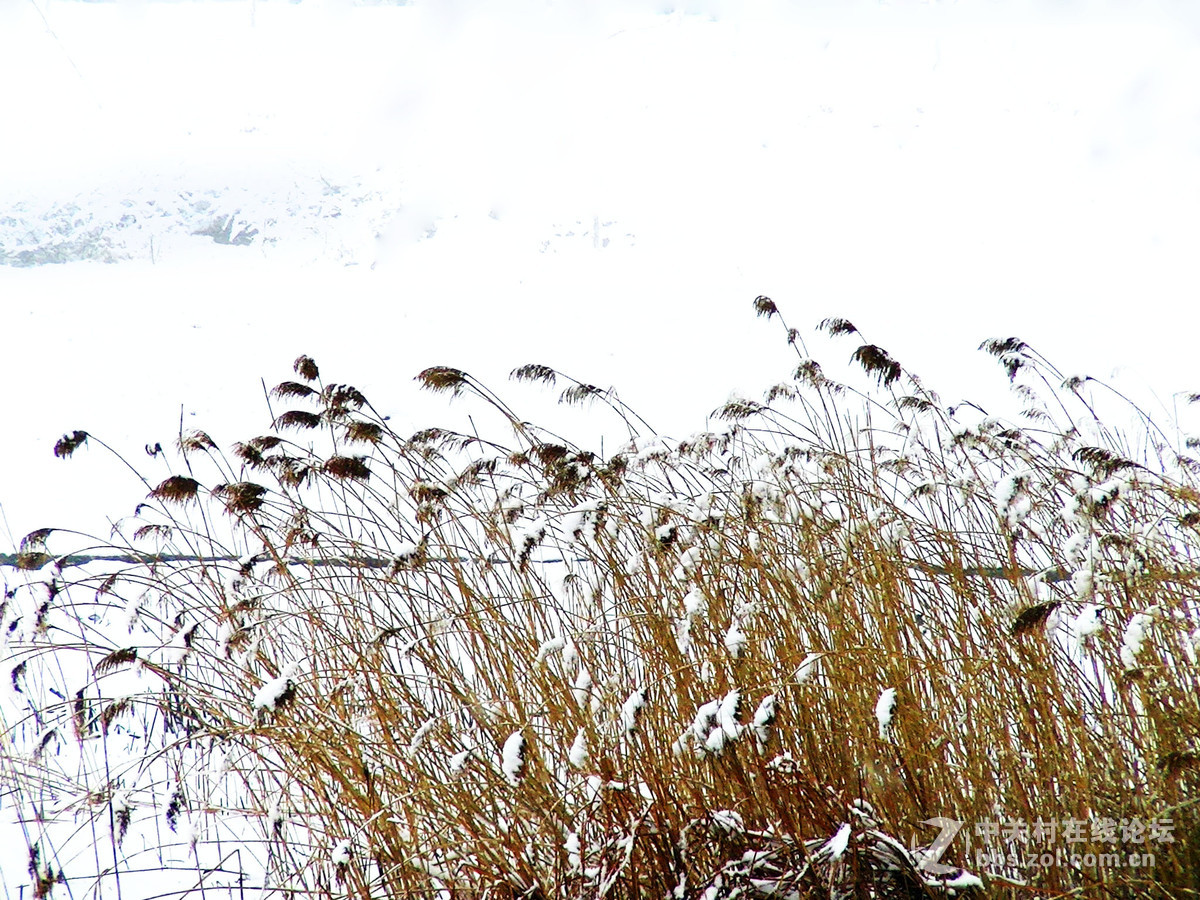 15年春节雪景(1)