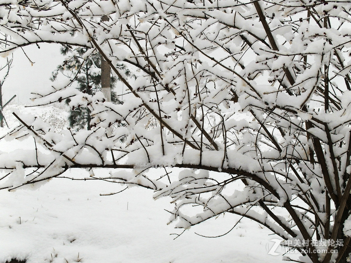 15年春节雪景(1)