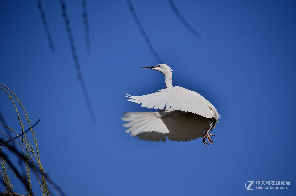 七彩云南拍鸟记《三十二》白鹭
