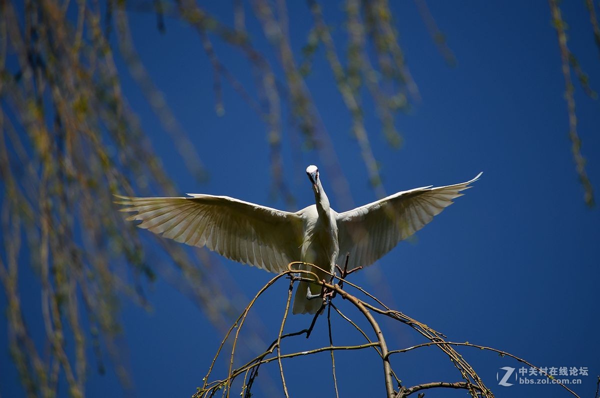 七彩云南拍鸟记《三十二》白鹭