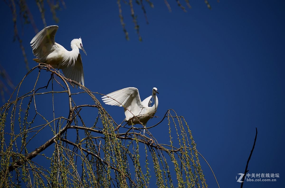 七彩云南拍鸟记《三十二》白鹭