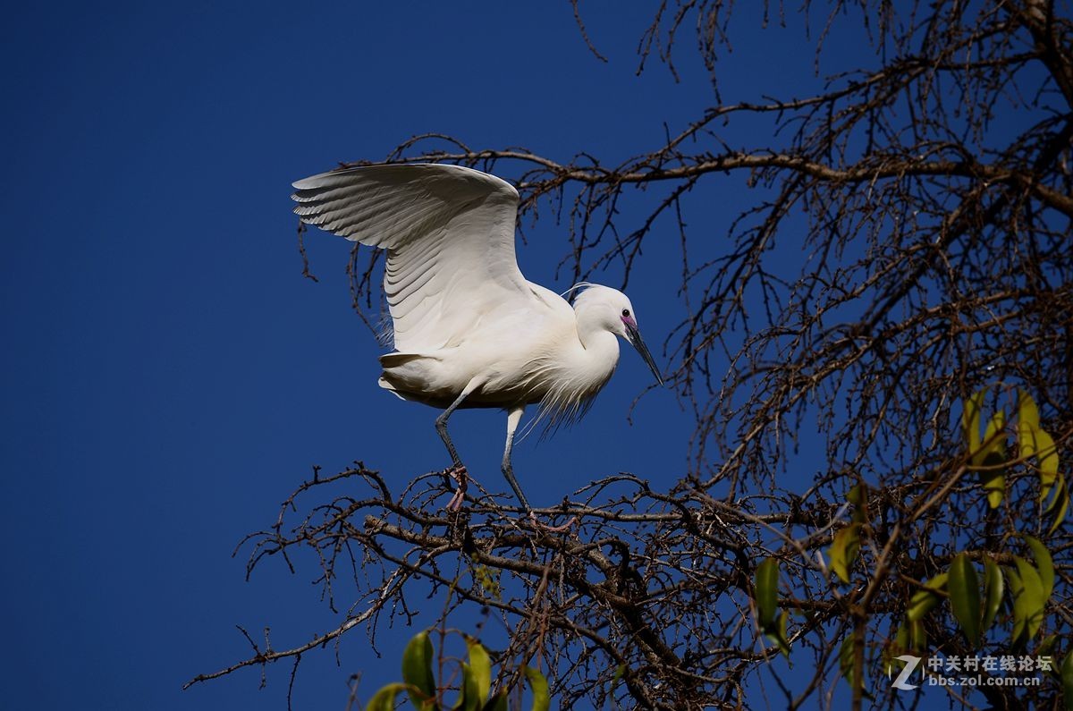 七彩云南拍鸟记《三十二》白鹭