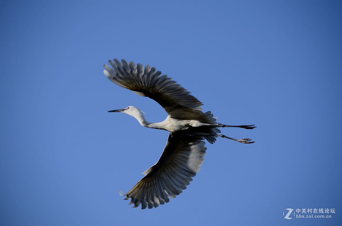 七彩云南拍鸟记《三十二》白鹭
