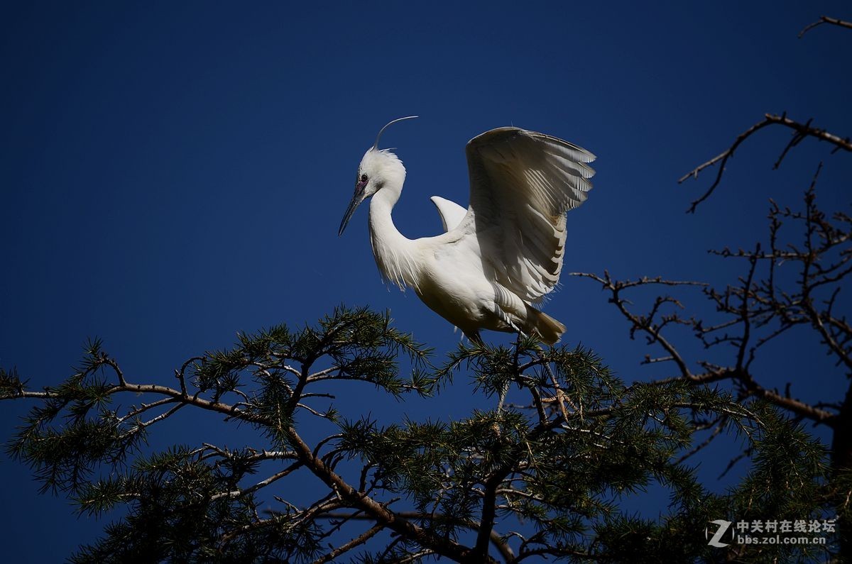 七彩云南拍鸟记《三十二》白鹭