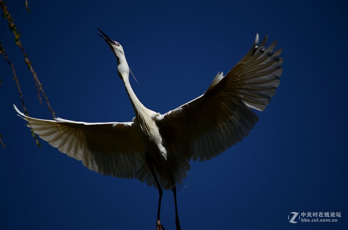七彩云南拍鸟记《三十二》白鹭