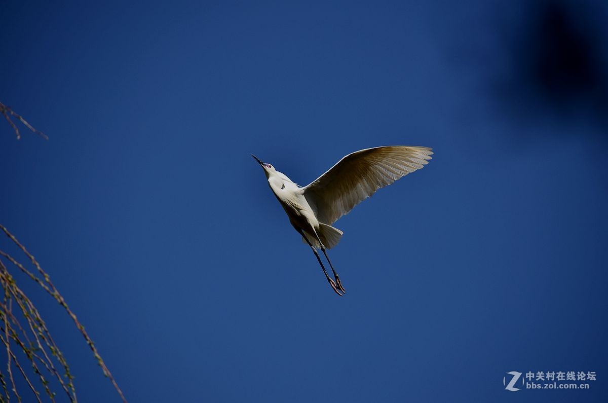 七彩云南拍鸟记《三十二》白鹭