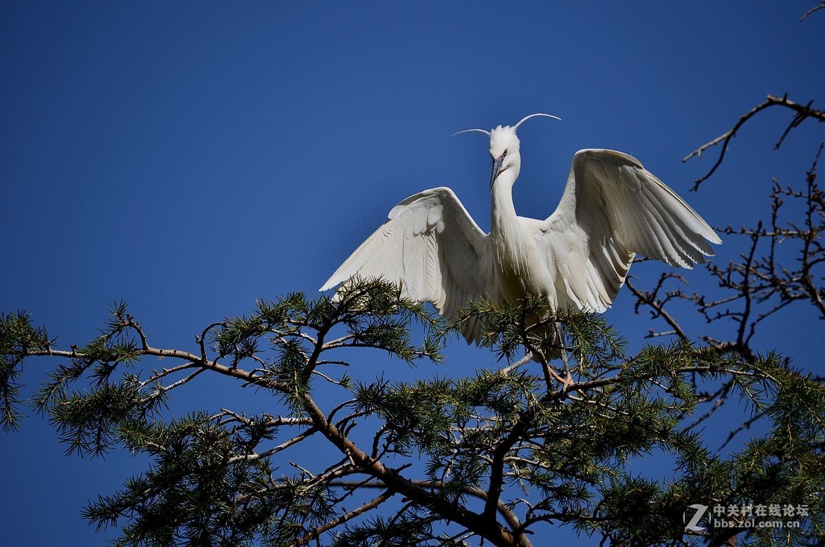 七彩云南拍鸟记《三十二》白鹭