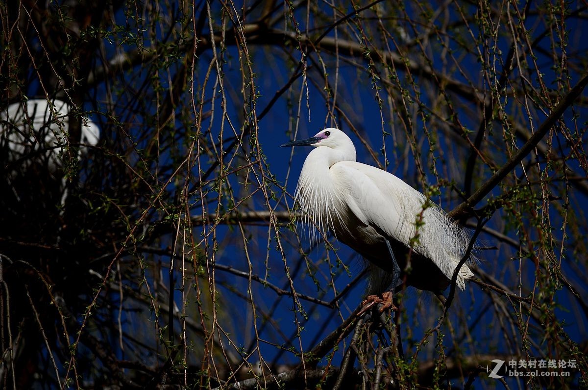 七彩云南拍鸟记《三十二》白鹭