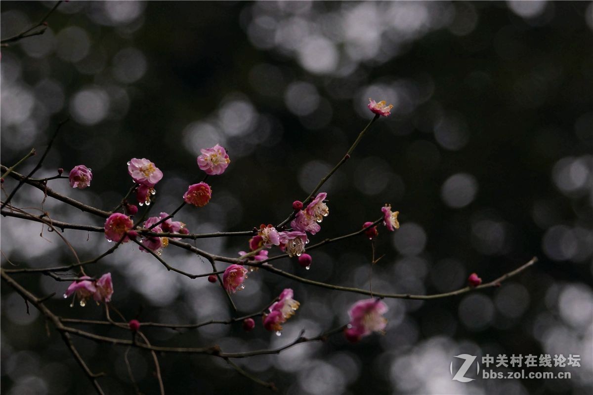 深冬野梅花带雨