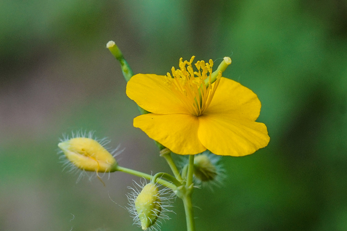 春天路边小花也很美