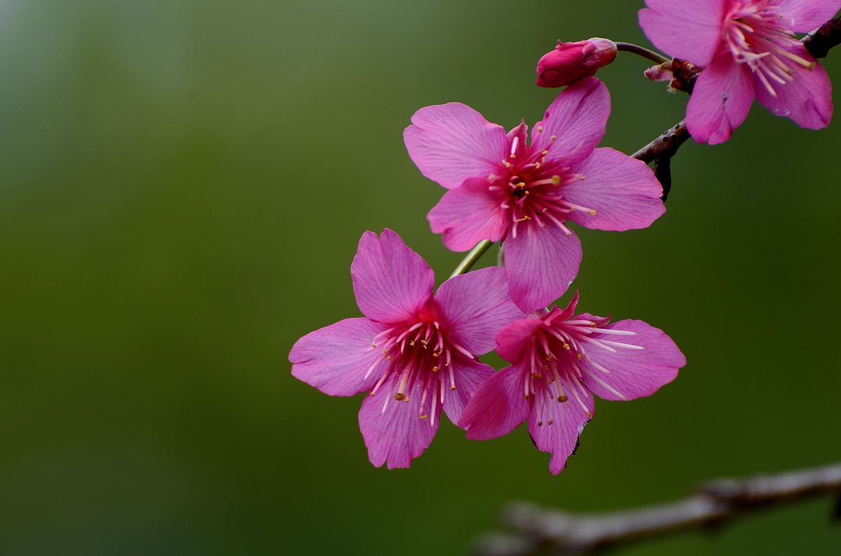樱花(下)-中关村在线摄影论坛
