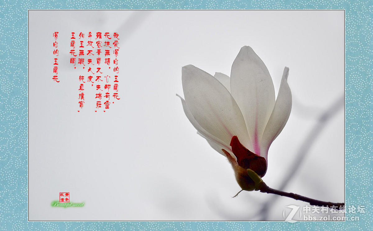 春天的呼唤——洁白的玉兰花