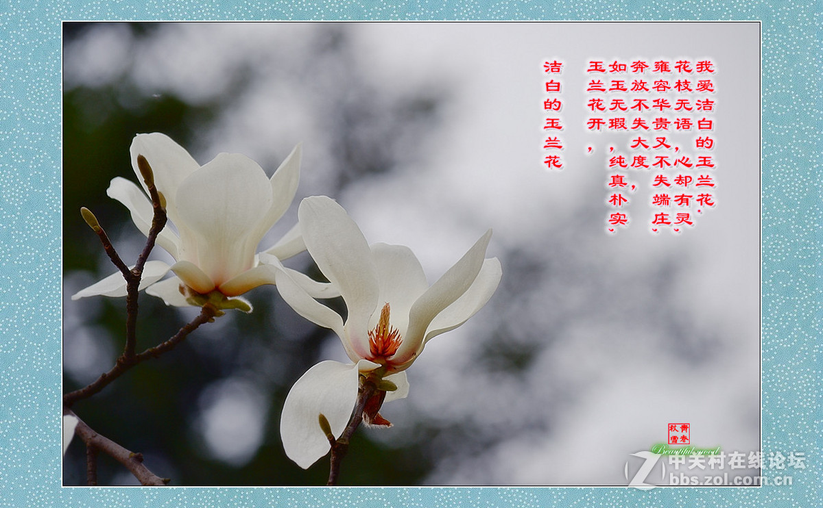 春天的呼唤——洁白的玉兰花