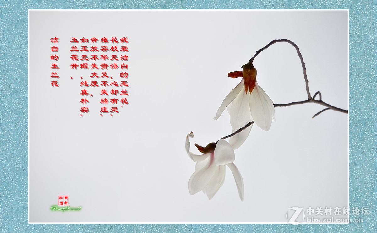 春天的呼唤——洁白的玉兰花