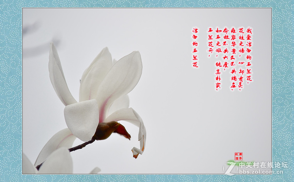 春天的呼唤——洁白的玉兰花