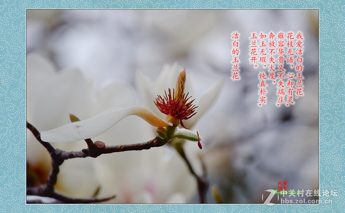 春天的呼唤——洁白的玉兰花