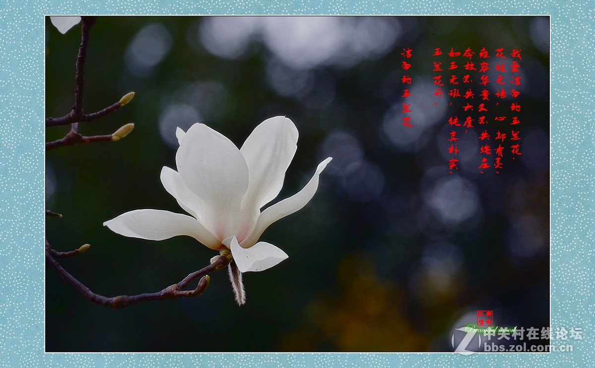 春天的呼唤——洁白的玉兰花