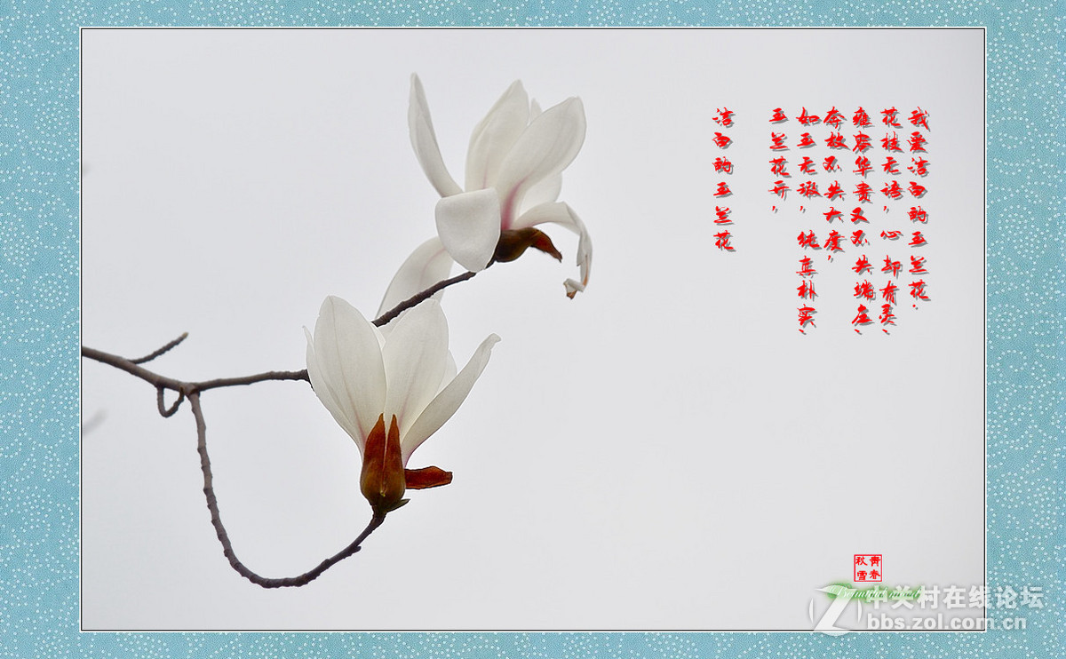 春天的呼唤——洁白的玉兰花