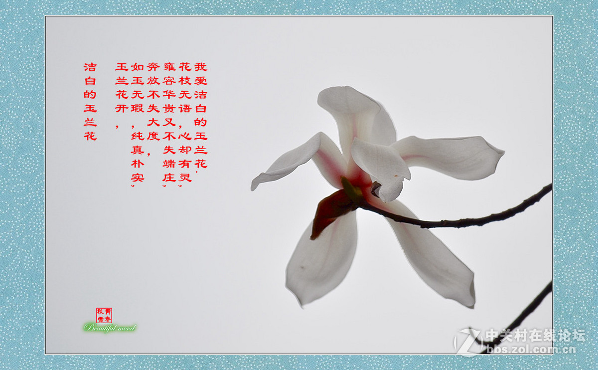 春天的呼唤——洁白的玉兰花