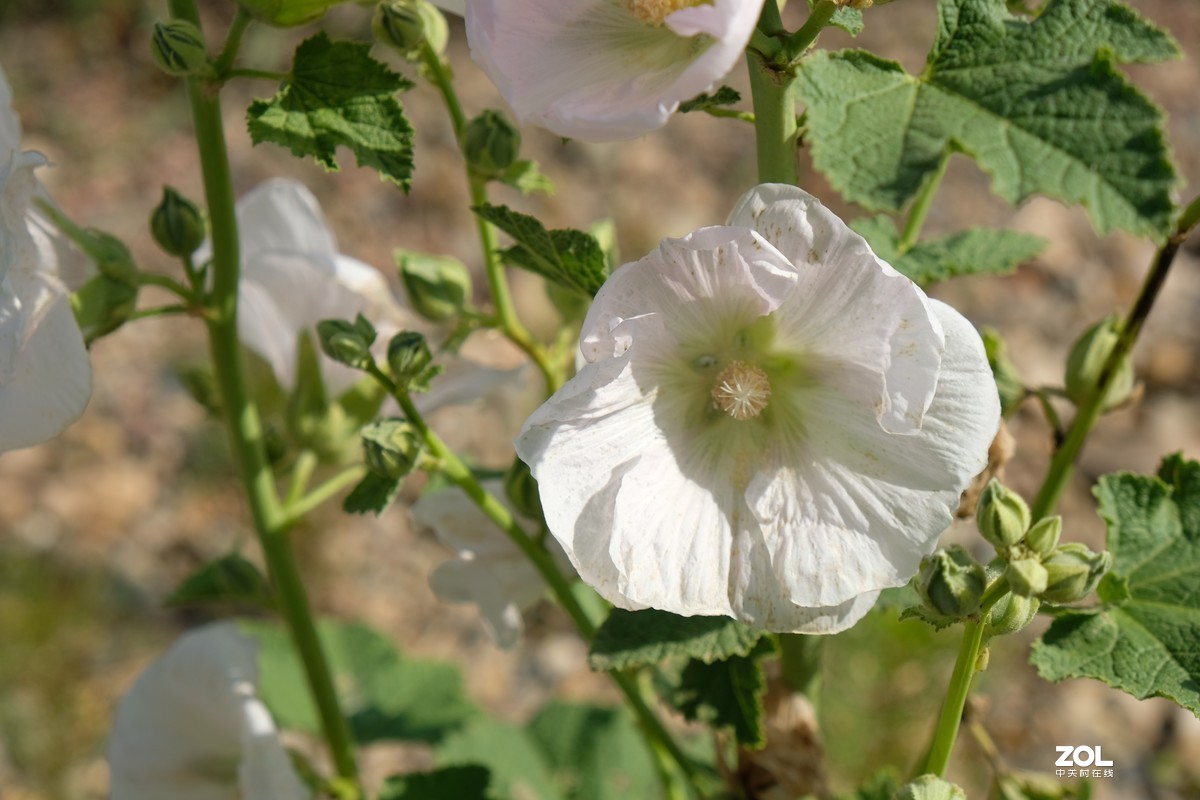 草花一组【20206】