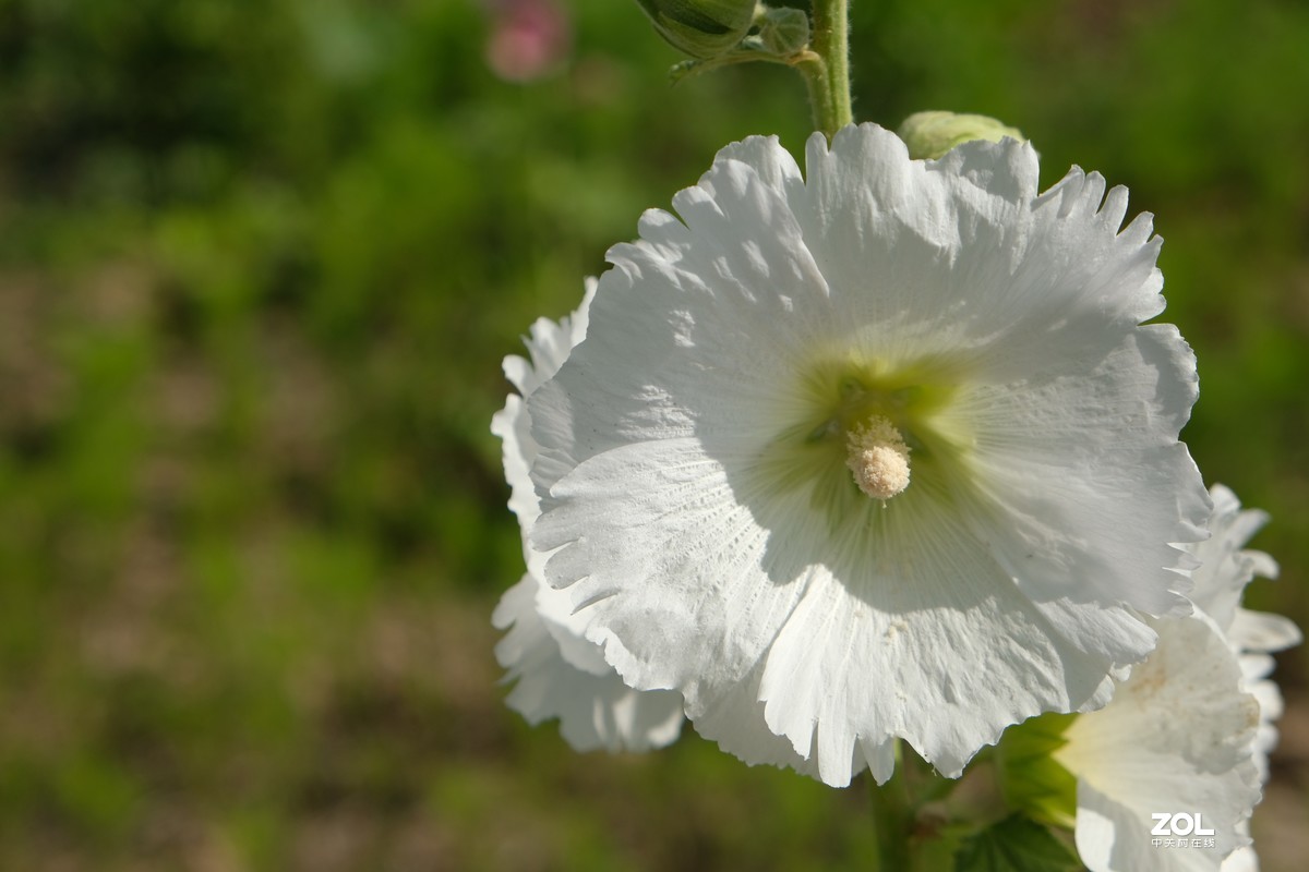 草花一组【20206】