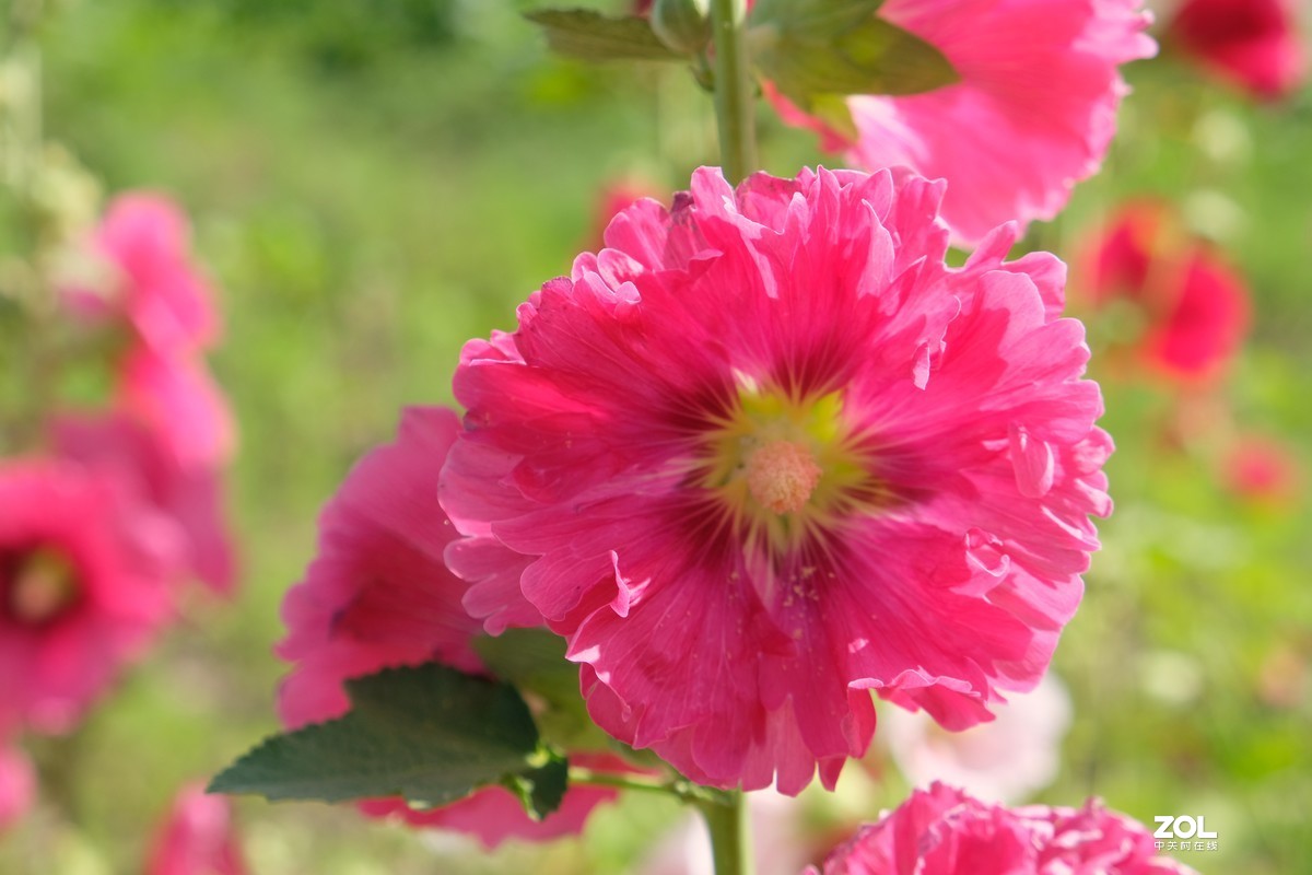 草花一组【20206】