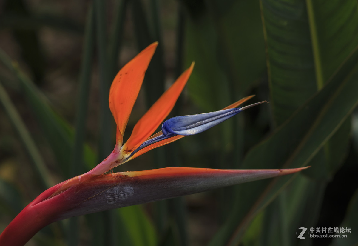 天堂鸟与山茶花