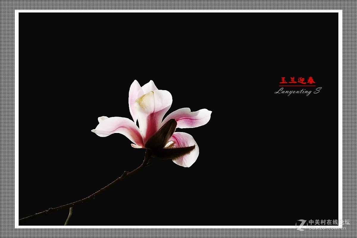 玉兰迎春