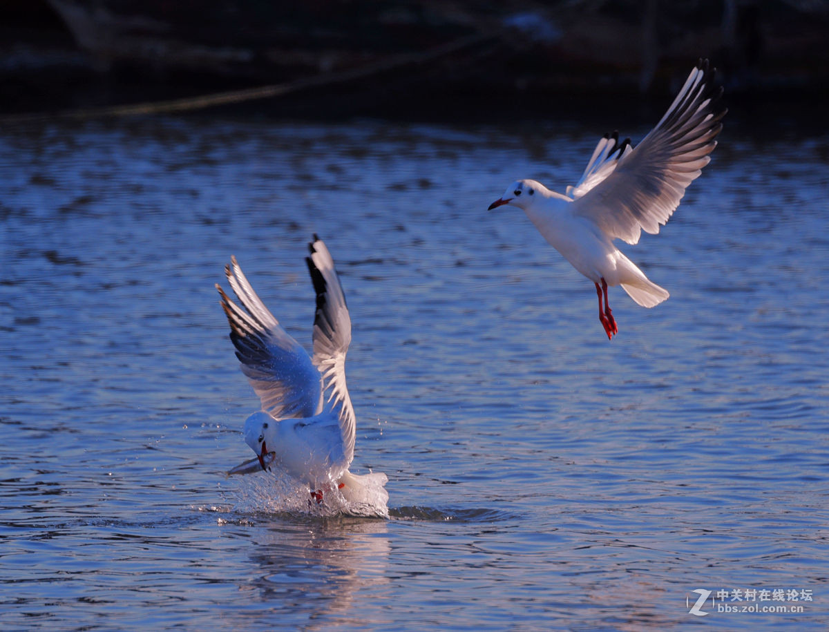 Perchè Non Riesco Più A Piangere 一组逆光飞翔的海鸥。。。-中关村在线摄影论坛