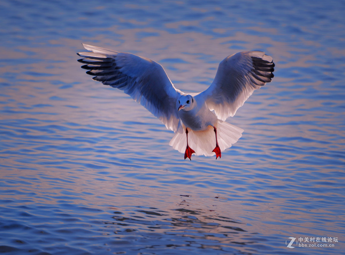 一组逆光飞翔的海鸥