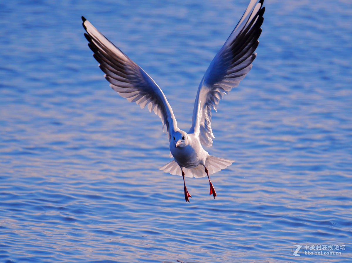 一组逆光飞翔的海鸥