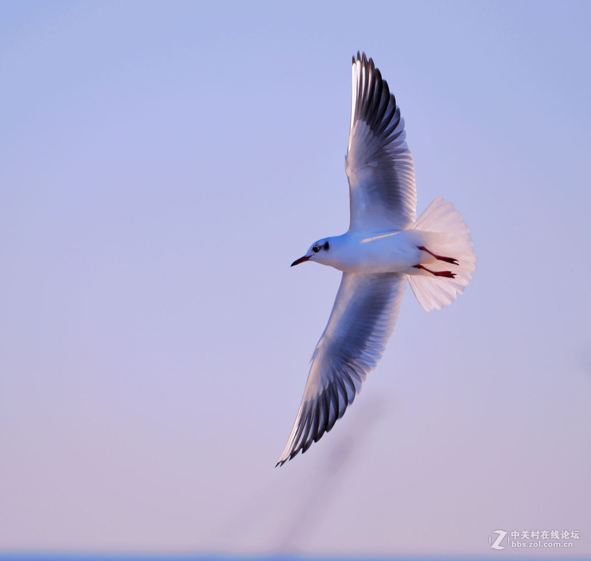 一组逆光飞翔的海鸥