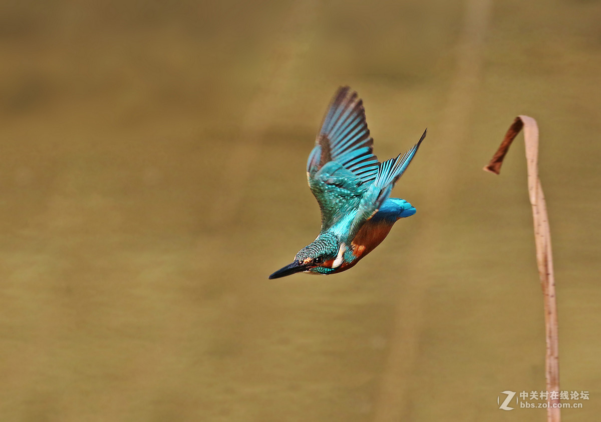 枯荷梗上的翠鸟(2)