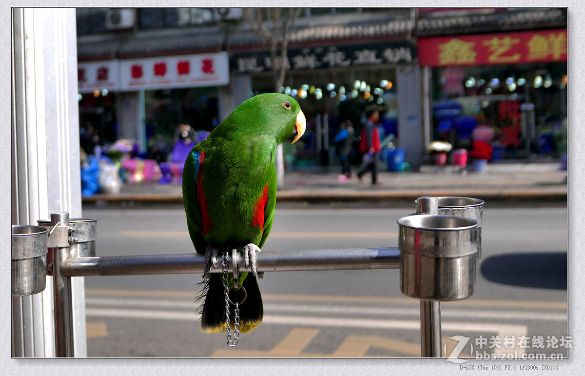 徕卡D-Lux Typ 109试机片