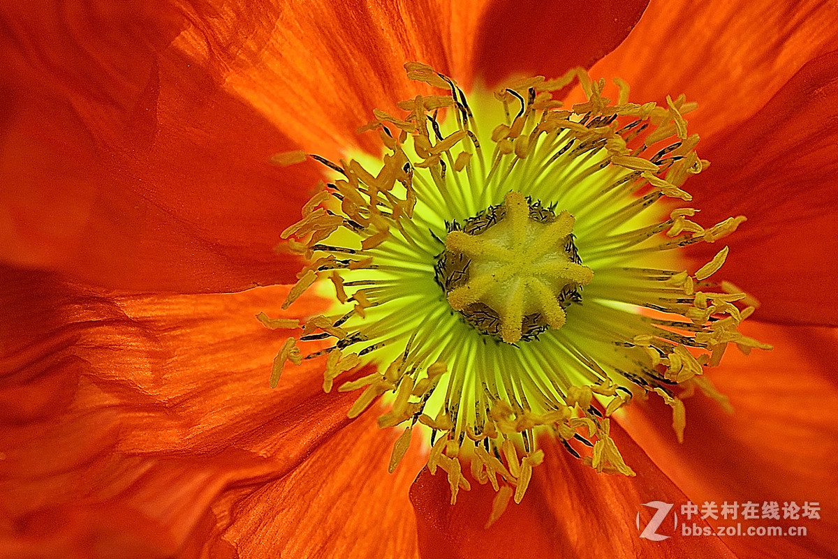 #尼康花卉作品赏析第七期#虞美人之花蕾与花蕊-微距