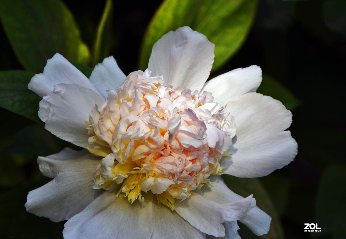 草莓奶昔和菠萝奶昔等