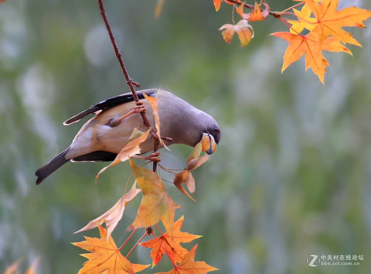 #尼康鸟类作品赏析#【蜡嘴雀与红叶】（老阿推荐）