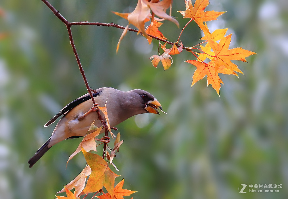 #尼康鸟类作品赏析#【蜡嘴雀与红叶】（老阿推荐）