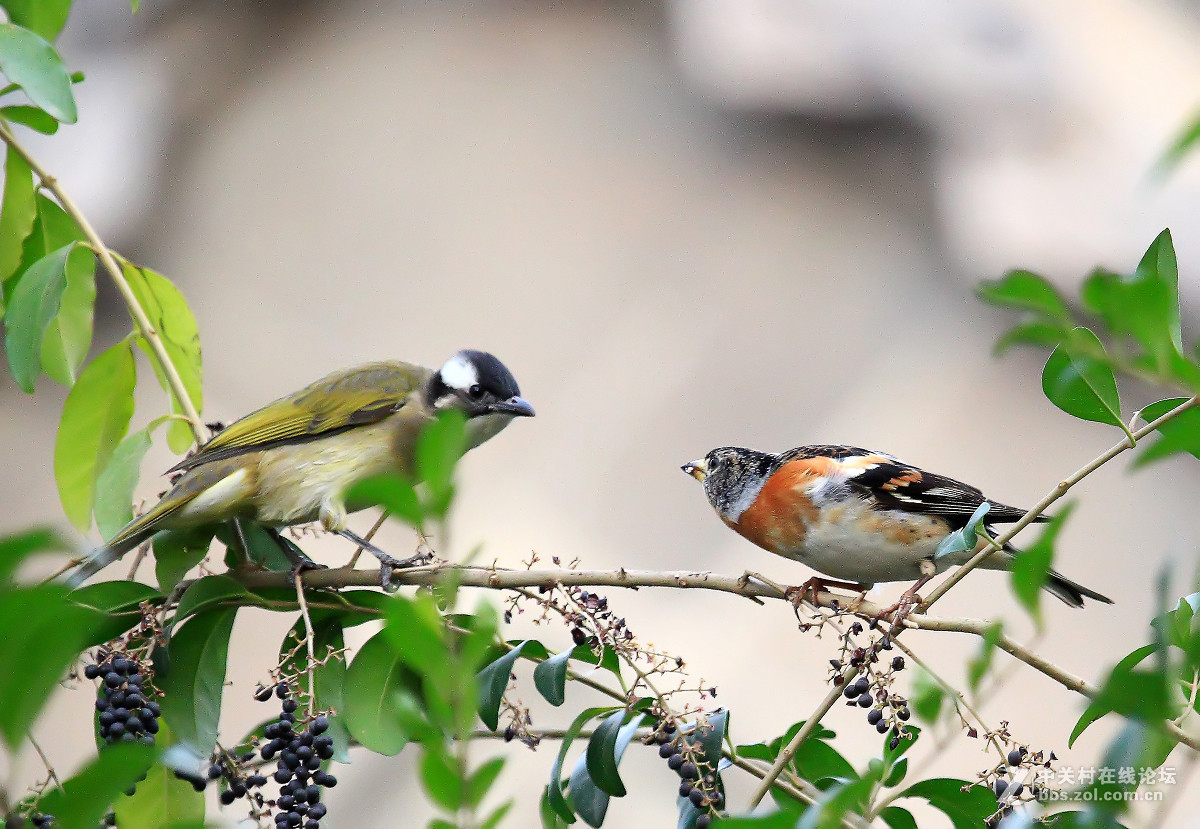 #尼康鸟类作品赏析#【蜡嘴雀与红叶】（老阿推荐）