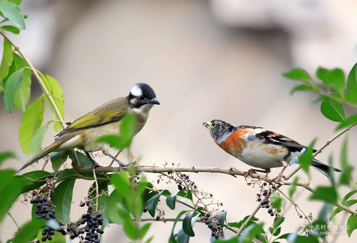 #尼康鸟类作品赏析#【蜡嘴雀与红叶】（老阿推荐）