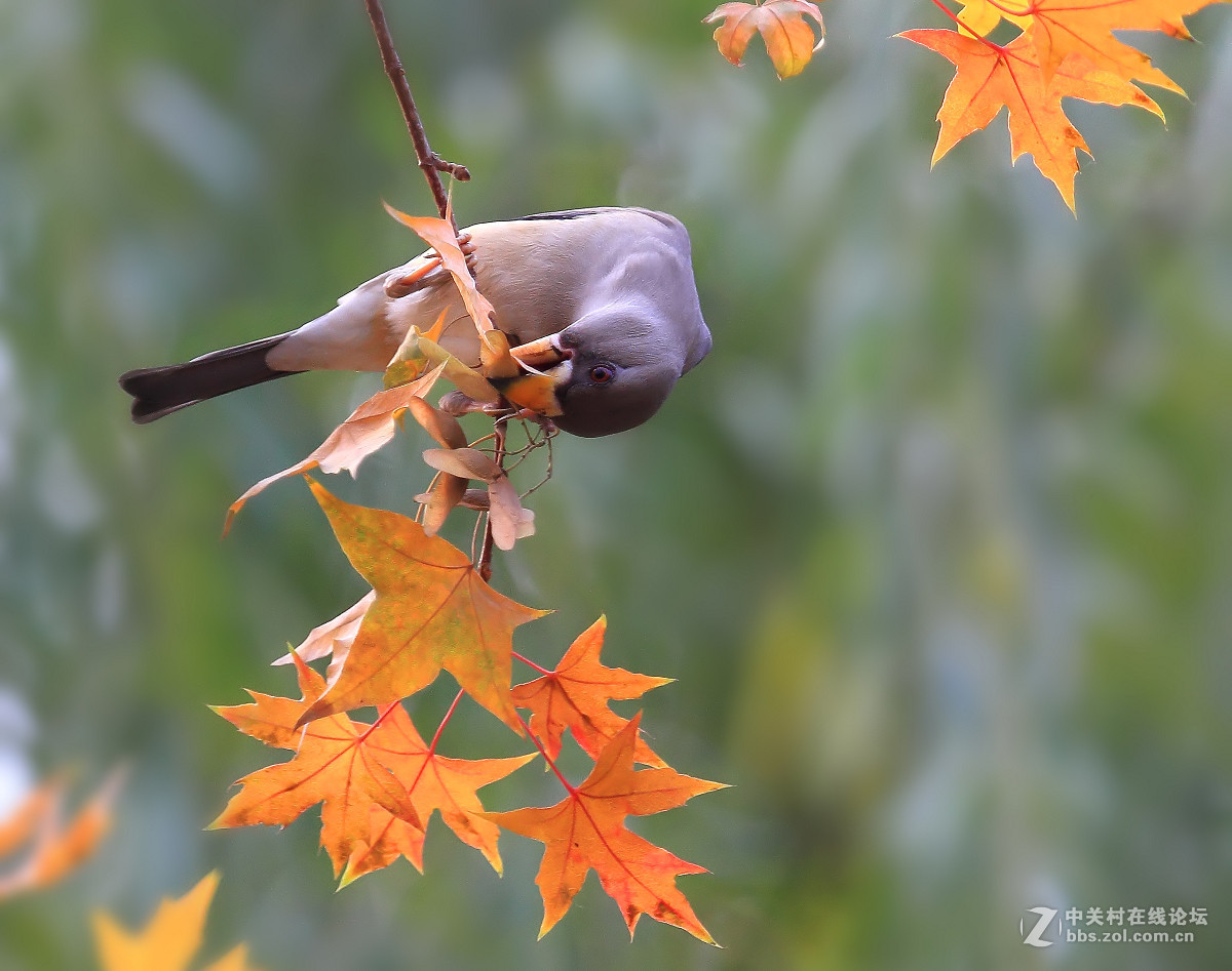 #尼康鸟类作品赏析#【蜡嘴雀与红叶】（老阿推荐）