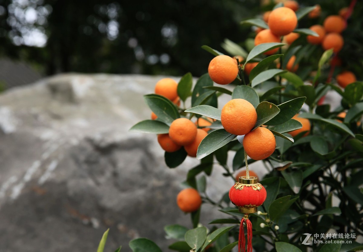 三圣红沙村拍花之6金桔红