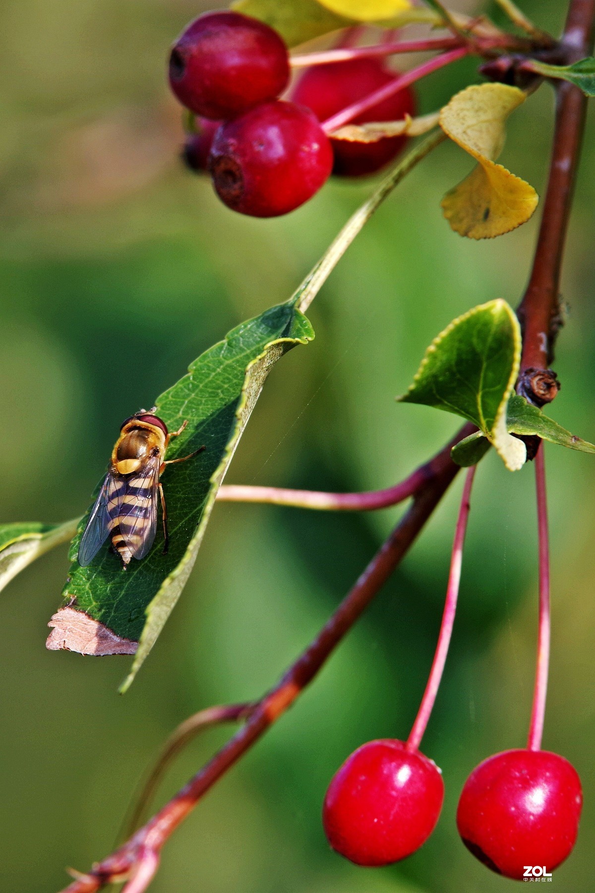 山丁子果腾龙a001镜头