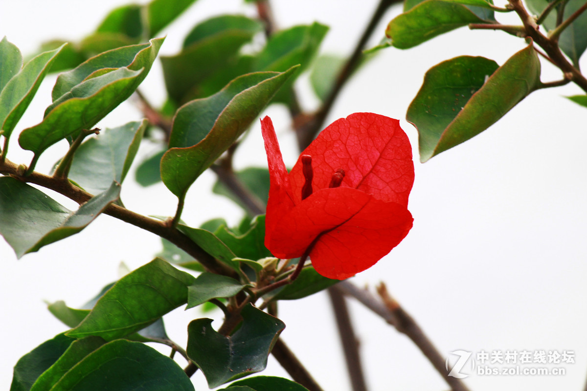 新春第一拍:开门一片红,好兆头!