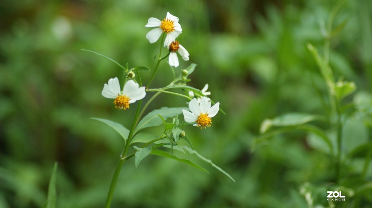 入手相机之《有请大师》