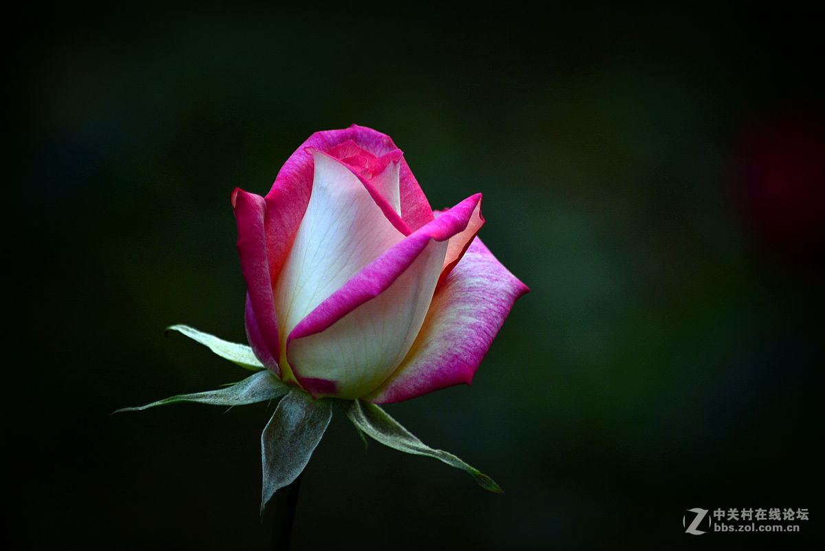 #尼康花卉作品赏析#【花卉随拍】 （老阿推荐）