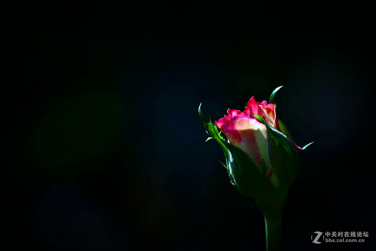 #尼康花卉作品赏析#【花卉随拍】 （老阿推荐）