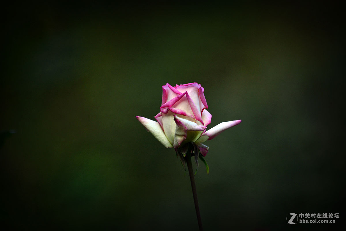 #尼康花卉作品赏析#【花卉随拍】 （老阿推荐）