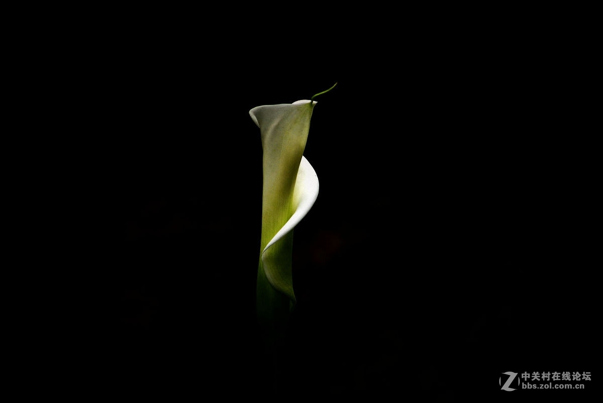 #尼康花卉作品赏析#【花卉随拍】 （老阿推荐）